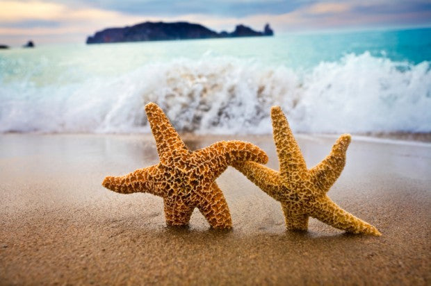 The Starfish Story That Can Save Humanity From Itself